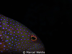 Bluespotted Grouper , Cephalopholis argus
Olympus OMD EM... by Marcel Waldis 